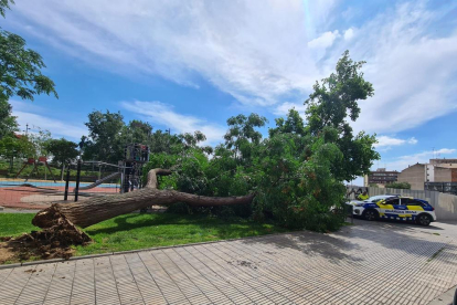 Cae un árbol de grandes dimensiones a la calle Sant Ruf de Lleida