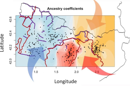 Imatge d'un mapa on es pot veure com l'orografia (línies morades), els límits dels bisbats (línies vermelles) i els fluxos migratoris històrics (fletxes) han modelat el perfil genètic de les poblacions rurals del Pirineu (zones en color).