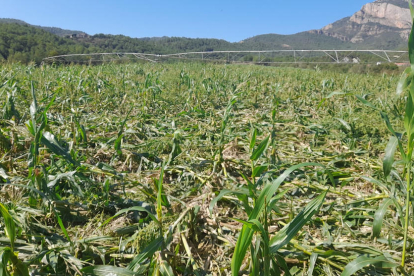 Destrosses en 4.000 metres quadrats d'un camp d'Oliana.