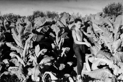 Un joven cosechando hojas de tabaco en Juneda, en 1958.