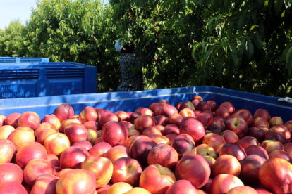 La producción de fruta se hundió el año pasado por las heladas. 