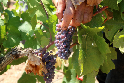 Uva de la variedad Pinot Noir en el momento de ser recogida durante la vendimia de la DO Penedès 2022.