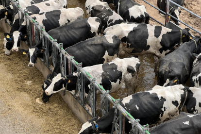 Una explotación de vacas de leche