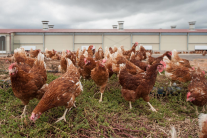 Imagen de archivo de una granja de gallinas. 