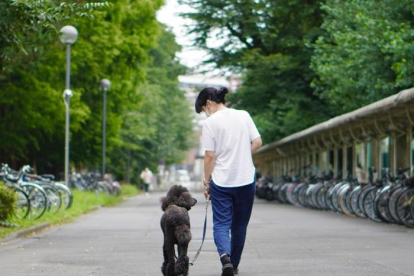 ¿Pueden los perros llorar de alegría?