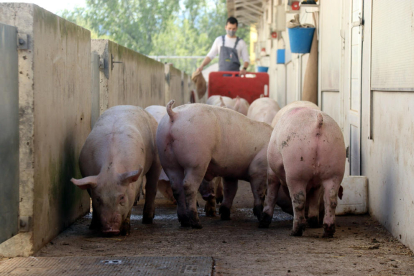 Imagen de animales en una explotación de porcino catalana.