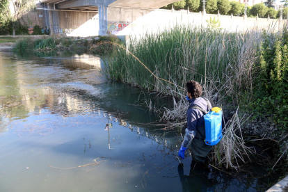 Un tècnic fumiga amb un tractament contra la mosca negra el riu Segre aquest dimecres al seu pas per Lleida.