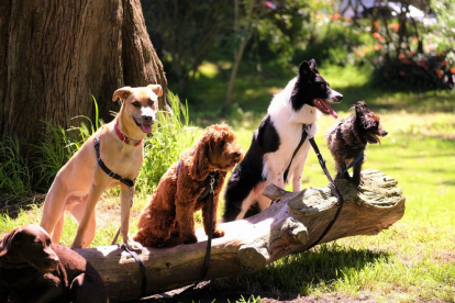 Científics de la Universitat d'Hèlsinki han comparat la intel·ligència de 13 races de gos.