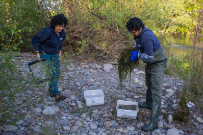 Un técnico del COPATE fumiga el río Segre en su paso por Lleida rodeado de insectos.  