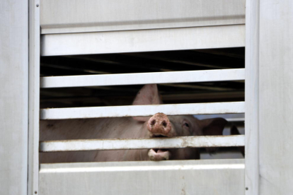 Un cerdo en un camión estacionado en el matadero a la espera de ser descargado.