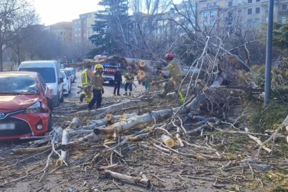 El vent tomba un arbre de grans dimensions a la plaça de la Pau de Lleida