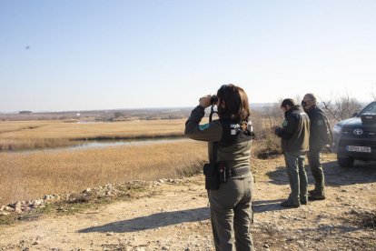 Agentes rurales vigilando el año pasado las aves salvajes en la zona de los humedales de Utxesa.