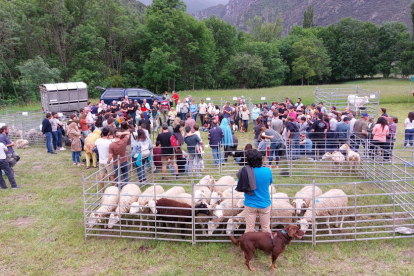 Concurs de xolla d'ovelles amb màquina i tisora a Arrós de Cardós