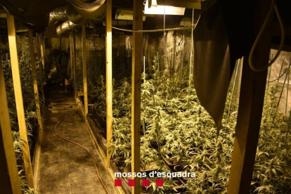 Nova plantació de marihuana al pla de Lleida: els Mossos troben 500 plantes a l'Albi i detenen l'home que ho gestionava