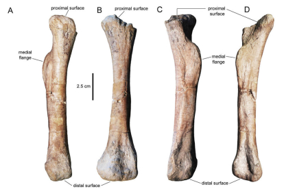 Imatges del metatarsià del dinosaure Calvarius Rapidus 

Data de publicació: dijous 13 de juliol del 2023, 13:57

Localització: Figuerola d'Orcau (Isona i Conca Dellà)