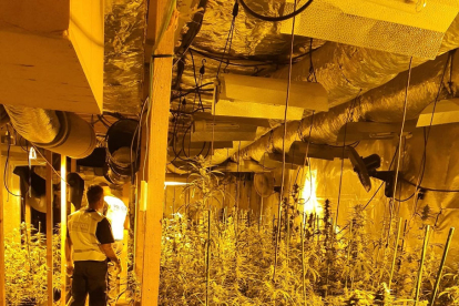 Los Mossos d’Esquadra ayer por la mañana en la casa de L’Albi en la que había una plantación de marihuana. 