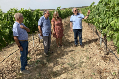 Visita a la finca experimental de regadiu de vinyes a Verdú.