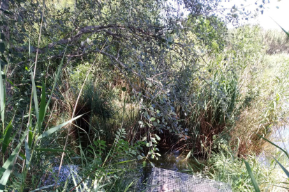 Invierten 100.000 euros en los pantanales de Rufea para conservar la flora y la fauna y mejorar el acceso de los visitantes