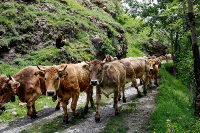 Un rebaño de vacas subiendo a la montaña de Llessui (Sort)