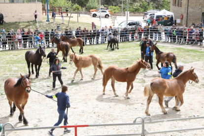 El concurs de cavall pirinenc de Llavorsí atreu un miler de persones