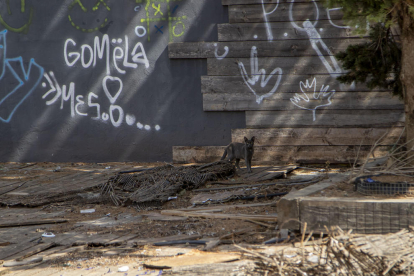 Un dels gats que viuen a les les instal·lacions de l’antiga discoteca Hill de Gardeny, ara decrèpites.