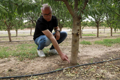 Xavier Miarnau, especialista del programa Fruticultura del IRTA, señala la parte injertada de un almendro con el portainjerto Intensia en una finca del IRTA de les Borges Blanques