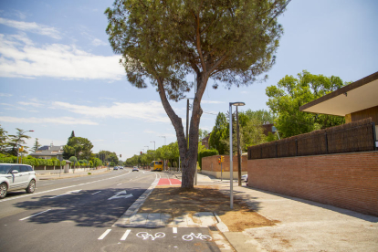 Un escocell amb un arbre interrompen el recorregut del carril