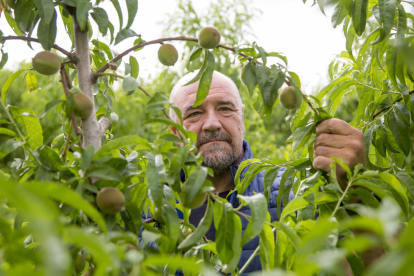 Francesc Torres revisa los daños en la fruta de hueso de su finca en Torrelameu.