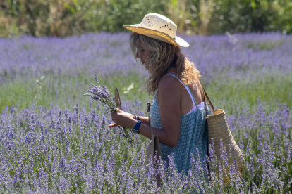 Cultius experimentals de plantes aromàtiques al Segarra-Garrigues