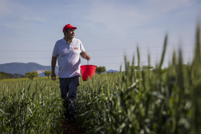 Investigació de l'IRTA per millorar la salut del sòl agrícola