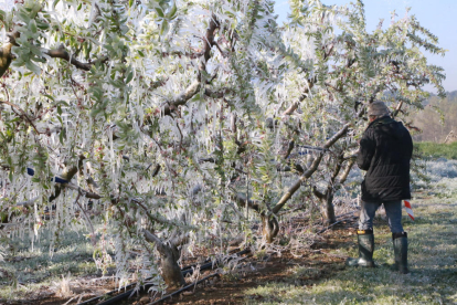 Árboles frutales cubiertos de hielo la pasada primavera en Torrelameu. 