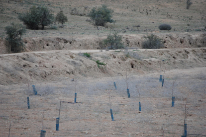 Madrigueras de conejos junto a una finca con protecciones contra estos animales en el Pla d’Urgell.