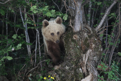 El oso joven que frecuentaba la carretera del puerto de la Bonaigua el pasado mes de junio.