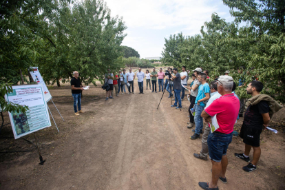 La presentación de Intensia se llevó a cabo ayer en la finca experimental de IRTA en les Borges.