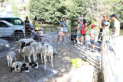 Visitantes de la Fira de Llavorsí dedicada a la oveja y ubicada en el recinto delante del camping.