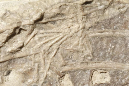 Fósil del micro-raptor comiendo restos de un mamífero