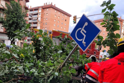 Un arbre caigut aquest dilluns al passeig de Ronda amb Pius XII a Lleida.