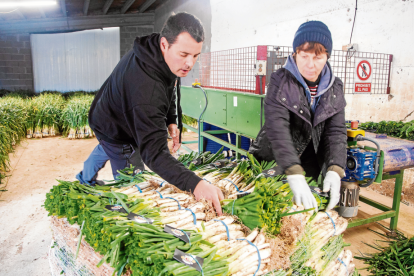 El Guardià Calçots, a la Guàrdia d'Urgell, va començar la campanya de vendes a començaments de desembre.