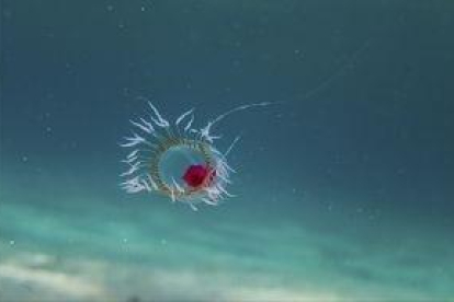 'Turritopsis dohrnii', la medusa inmortal.