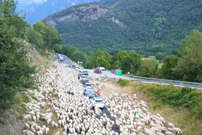 El ramat, de centenars d’ovelles, ocupant la calçada de l’L-500.