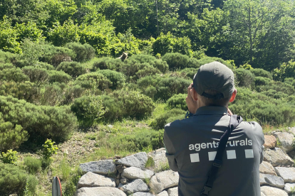 L’os, ahir al costat de la carretera del port de la Bonaigua a Alt Àneu.