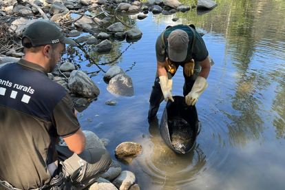 Moment de l'alliberament d'alguns peixos en una zona amb un cabal més estable del riu Segre per part de membres del cos d'Agents Rurals i de Forestal Catalana

Data de publicació: dimarts 22 d'agost del 2023, 14:40

Localització: Alàs i Cerc

Autor: Albert Lijarcio