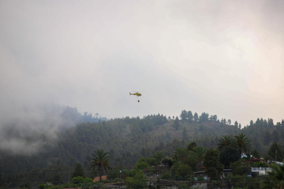 Un helicòpter descarrega aigua sobre l’incendi forestal de La Palma, al municipi de Tijarafe.