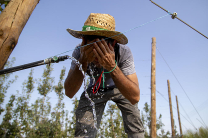 Un agricultor de Mollerussa es refresca durant una sufocant jornada de recol·lecció de pera