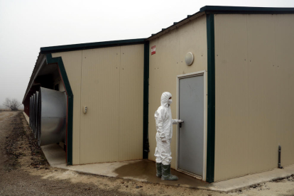 Una veterinaria del Departamento de Acción Climática durante una inspección en una granja de pollos de Vilanova de Bellpuig por el caso de gripe aviar de Arbeca