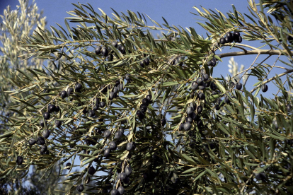L'oli d'orujo d'oliva redueix el colesterol i el perímetre de la cintura
