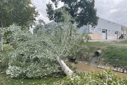 Uno de los árboles tumbados por el viento en el Passeig del Sió. 