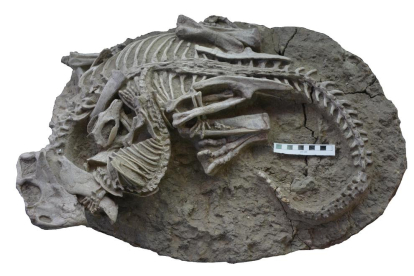 Un inusual fòssil mostra l'evidència d'un mamífer atacant un dinosaure