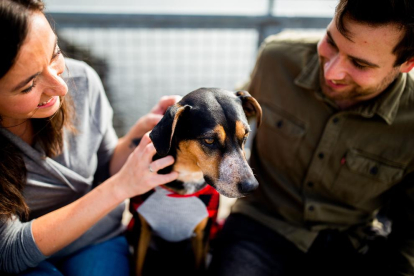 ¿Quién conecta mejor con los perros? ¿Hombres o mujeres?