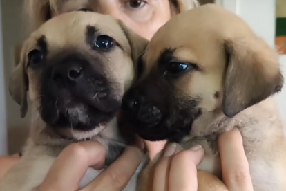 Imágenes de algunos cachorros y perros adultos que vivían con una persona con síndrome de Noé y que necesitan un hogar. 